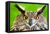 Eurasian Eagle-Owl-Jay Ondreicka-Framed Stretched Canvas