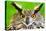Eurasian Eagle-Owl-Jay Ondreicka-Stretched Canvas