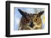 Eurasian Eagle Owl-W. Perry Conway-Framed Photographic Print