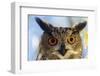 Eurasian Eagle Owl-W. Perry Conway-Framed Photographic Print