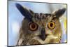 Eurasian Eagle Owl-W. Perry Conway-Mounted Photographic Print