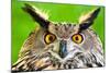 Eurasian Eagle-Owl-Jay Ondreicka-Mounted Photographic Print