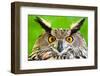 Eurasian Eagle-Owl-Jay Ondreicka-Framed Photographic Print