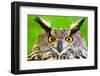 Eurasian Eagle-Owl-Jay Ondreicka-Framed Photographic Print