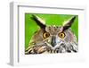 Eurasian Eagle-Owl-Jay Ondreicka-Framed Photographic Print