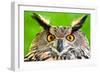 Eurasian Eagle-Owl-Jay Ondreicka-Framed Photographic Print