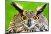 Eurasian Eagle-Owl-Jay Ondreicka-Mounted Photographic Print