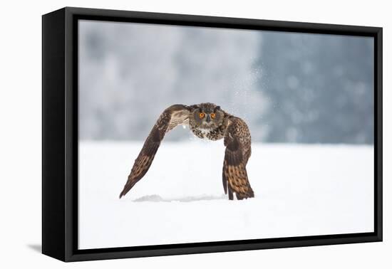 Eurasian Eagle-Owl-Milan Zygmunt-Framed Stretched Canvas