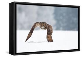 Eurasian Eagle-Owl-Milan Zygmunt-Framed Stretched Canvas