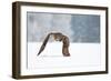 Eurasian Eagle-Owl-Milan Zygmunt-Framed Photographic Print