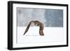 Eurasian Eagle-Owl-Milan Zygmunt-Framed Photographic Print