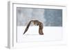 Eurasian Eagle-Owl-Milan Zygmunt-Framed Photographic Print