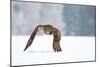 Eurasian Eagle-Owl-Milan Zygmunt-Mounted Photographic Print