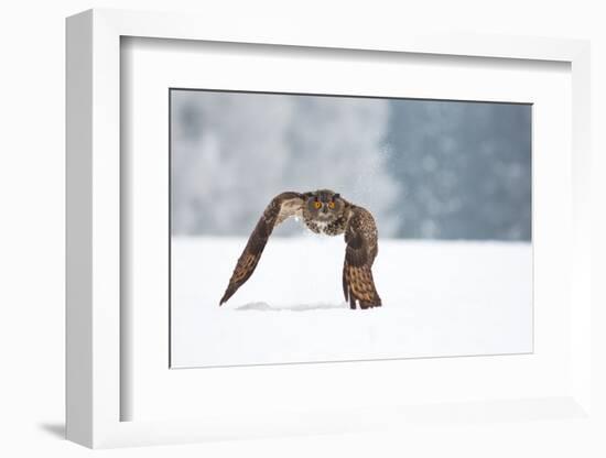 Eurasian Eagle-Owl-Milan Zygmunt-Framed Photographic Print