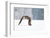 Eurasian Eagle-Owl-Milan Zygmunt-Framed Photographic Print