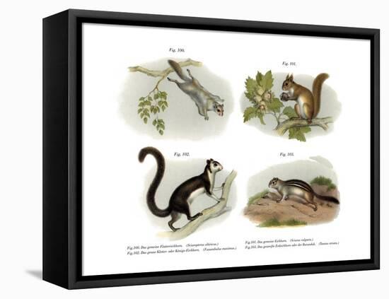 Eurasian Flying Squirrel, 1860-null-Framed Stretched Canvas