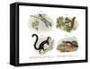 Eurasian Flying Squirrel, 1860-null-Framed Stretched Canvas