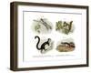 Eurasian Flying Squirrel, 1860-null-Framed Giclee Print