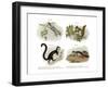 Eurasian Flying Squirrel, 1860-null-Framed Giclee Print