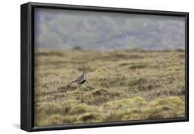 Eurasian golden plover, Pluvialis apricaria, Faeroese-olbor-Framed Photographic Print