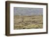 Eurasian golden plover, Pluvialis apricaria, Faeroese-olbor-Framed Photographic Print