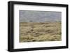 Eurasian golden plover, Pluvialis apricaria, Faeroese-olbor-Framed Photographic Print