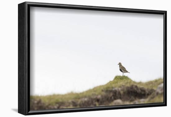 Eurasian golden plover, Pluvialis apricaria, Faeroese-olbor-Framed Photographic Print