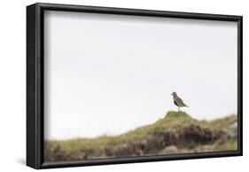 Eurasian golden plover, Pluvialis apricaria, Faeroese-olbor-Framed Photographic Print