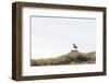 Eurasian golden plover, Pluvialis apricaria, Faeroese-olbor-Framed Photographic Print