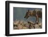 Eurasian Grey Wolf (Canis Lupus Lupus) At A Vulture Watching Site In The Madzharovo Valley-Widstrand-Framed Photographic Print