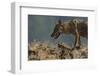 Eurasian Grey Wolf (Canis Lupus Lupus) At A Vulture Watching Site In The Madzharovo Valley-Widstrand-Framed Photographic Print