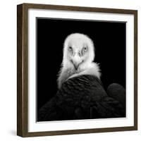 Eurasian Griffon #6-Christian Meermann-Framed Giclee Print