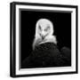 Eurasian Griffon #6-Christian Meermann-Framed Giclee Print