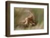 Eurasian Griffon Vulture-Staffan Widstrand-Framed Photographic Print