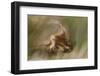 Eurasian Griffon Vulture-Staffan Widstrand-Framed Photographic Print