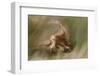 Eurasian Griffon Vulture-Staffan Widstrand-Framed Photographic Print