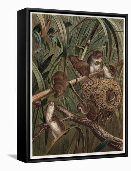 Eurasian Harvest Mouse by Alfred Edmund Brehm-Stefano Bianchetti-Framed Stretched Canvas