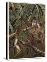 Eurasian Harvest Mouse by Alfred Edmund Brehm-Stefano Bianchetti-Stretched Canvas