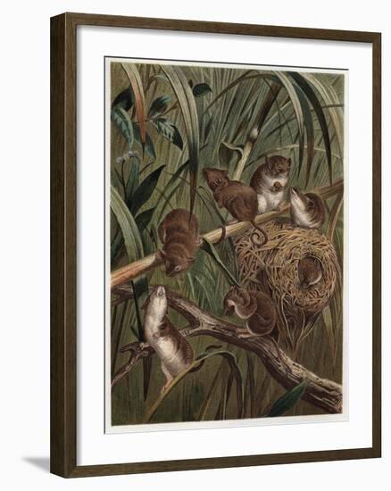 Eurasian Harvest Mouse by Alfred Edmund Brehm-Stefano Bianchetti-Framed Giclee Print