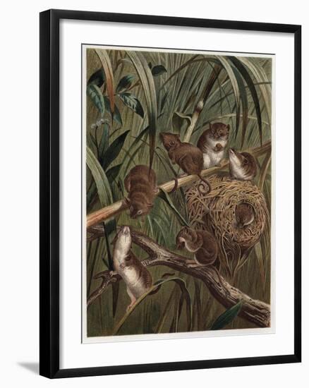 Eurasian Harvest Mouse by Alfred Edmund Brehm-Stefano Bianchetti-Framed Premium Giclee Print