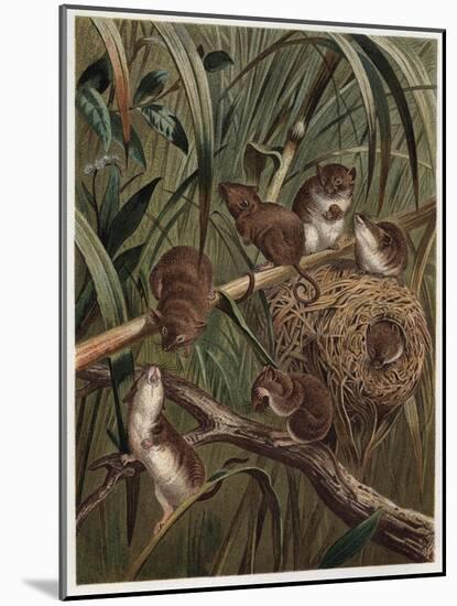 Eurasian Harvest Mouse by Alfred Edmund Brehm-Stefano Bianchetti-Mounted Giclee Print