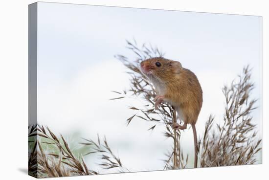 Eurasian Harvest Mouse (Micromys Minutus), Devon, England, United Kingdom-Janette Hill-Stretched Canvas