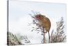 Eurasian Harvest Mouse (Micromys Minutus), Devon, England, United Kingdom-Janette Hill-Stretched Canvas