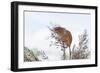 Eurasian Harvest Mouse (Micromys Minutus), Devon, England, United Kingdom-Janette Hill-Framed Photographic Print