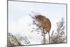 Eurasian Harvest Mouse (Micromys Minutus), Devon, England, United Kingdom-Janette Hill-Mounted Photographic Print