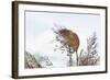 Eurasian Harvest Mouse (Micromys Minutus), Devon, England, United Kingdom-Janette Hill-Framed Photographic Print