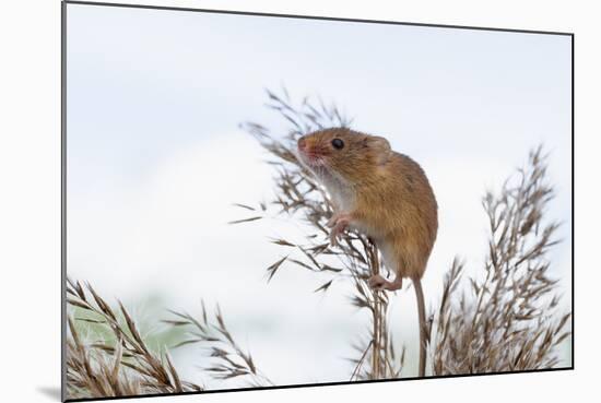 Eurasian Harvest Mouse (Micromys Minutus), Devon, England, United Kingdom-Janette Hill-Mounted Photographic Print