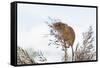 Eurasian Harvest Mouse (Micromys Minutus), Devon, England, United Kingdom-Janette Hill-Framed Stretched Canvas
