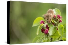 Eurasian Harvest Mouse (Micromys Minutus), Devon, England, United Kingdom-Janette Hill-Stretched Canvas