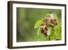 Eurasian Harvest Mouse (Micromys Minutus), Devon, England, United Kingdom-Janette Hill-Framed Photographic Print